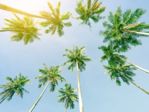 How Much Does the Average Acre of Vacant Land in Florida Cost?