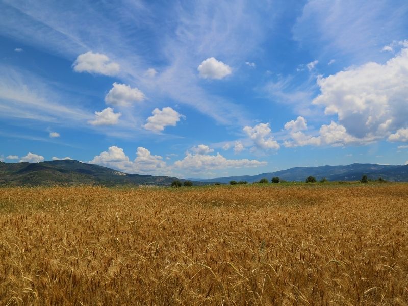 Pandemic Has Impacted the Value of Land