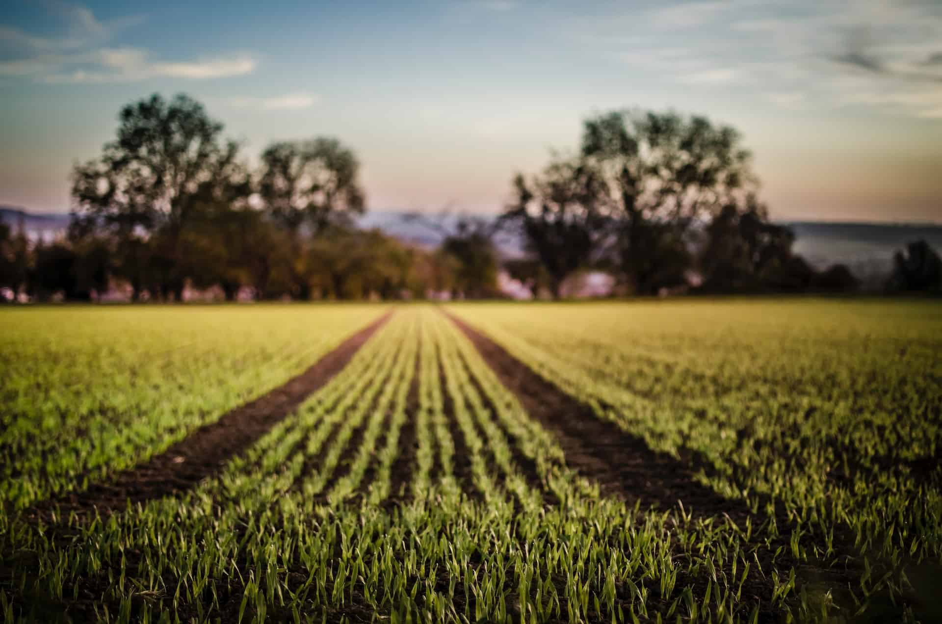Green grass on unimproved land
