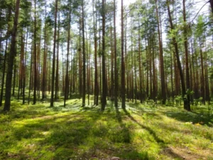 green-leaved trees on unimproved land
