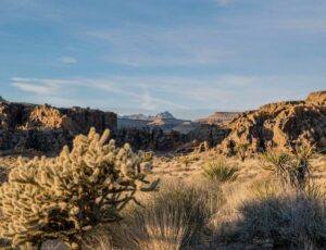 Plants of desert near Newberry Springs, California