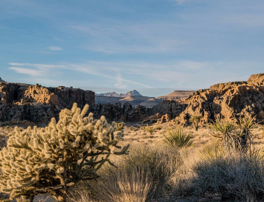 ian-m-jones-m2_pf1t9rr4-unsplash-1024x784 Plants of desert near Newberry Springs, California