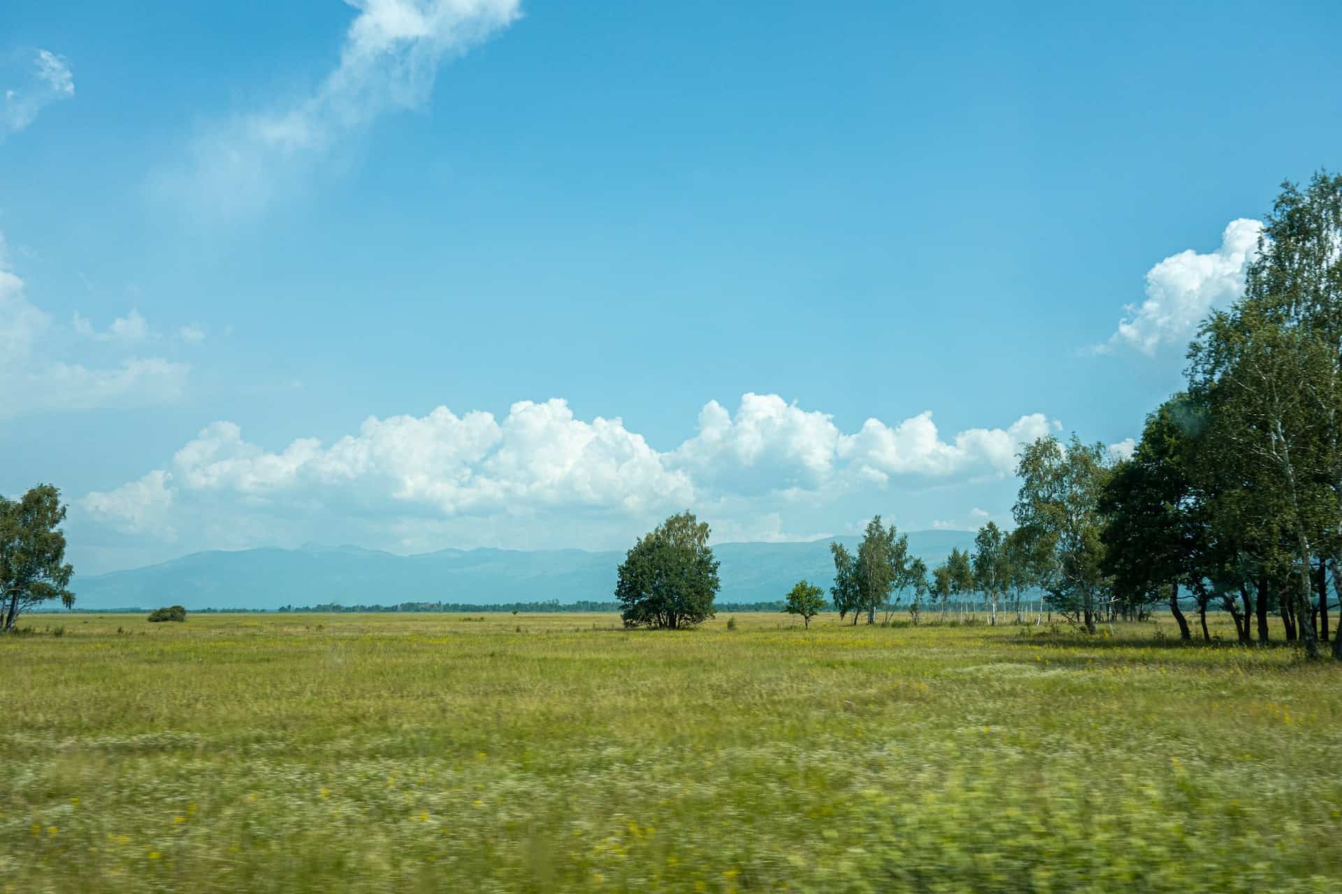 green grass field 