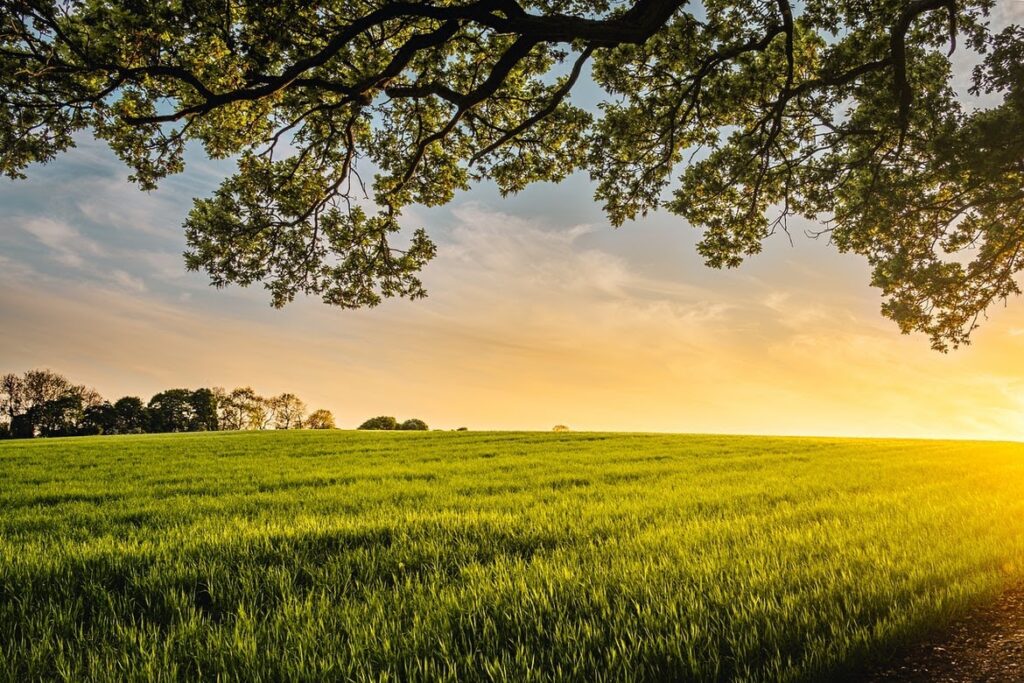 image-1024x683 field of land into the horizon viewing from a top of tree