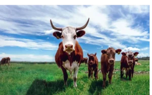herd of cows