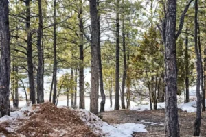 winter landscape 