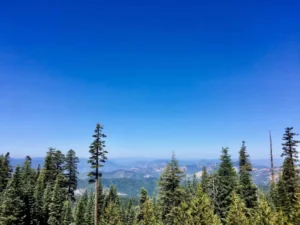 green trees under blue sky