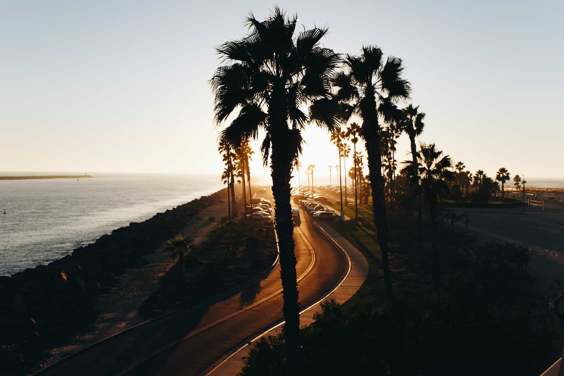 Silhouette of trees near ocean