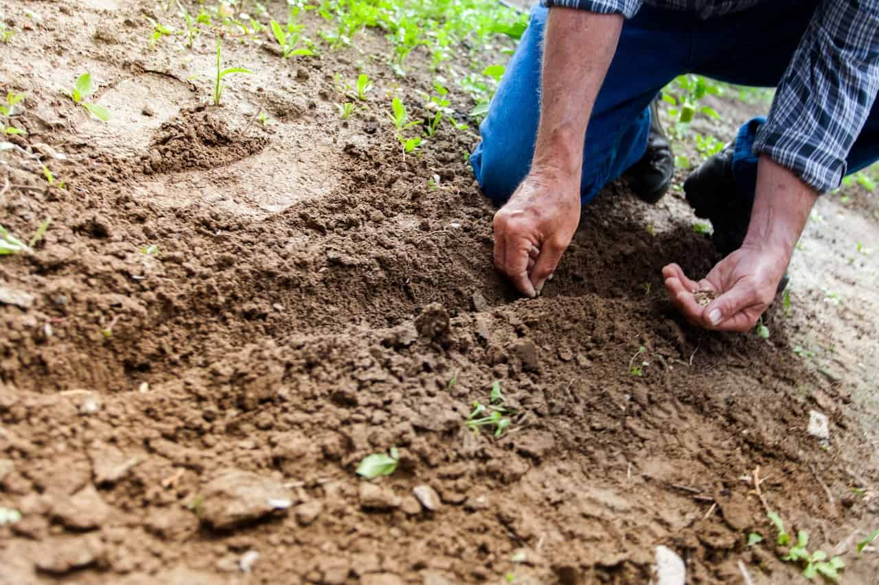 Man planting plant on unimproved land