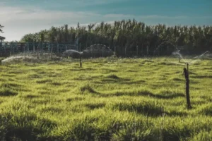 Green Grass Field with Sprinkler Irrigation