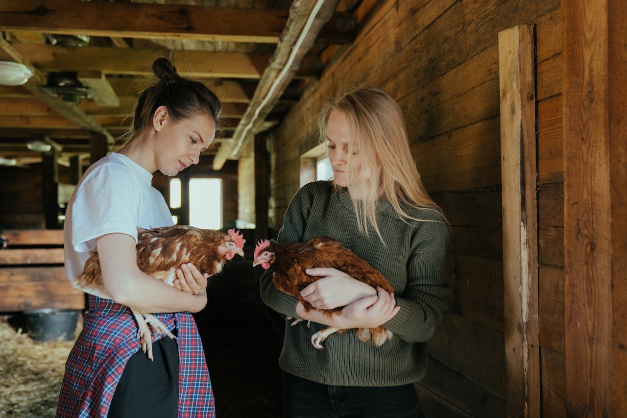 Woman in Gray Jacket and in White T-shirt Both Holding Brown Chicken