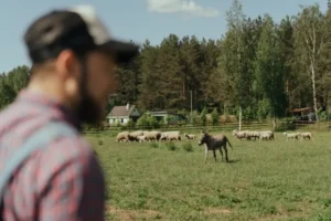 Herd of Sheep on Green Grass Field and a Blurred Silhouette of a Man