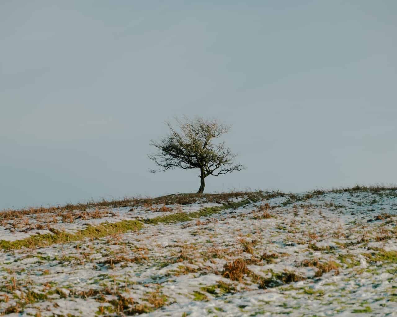 Lonely tree on hilltop in grassy meadow