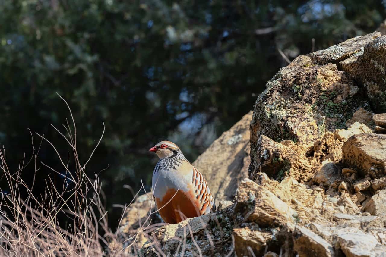 A bird on a hunting lot