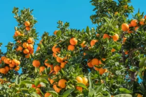 orange fruits