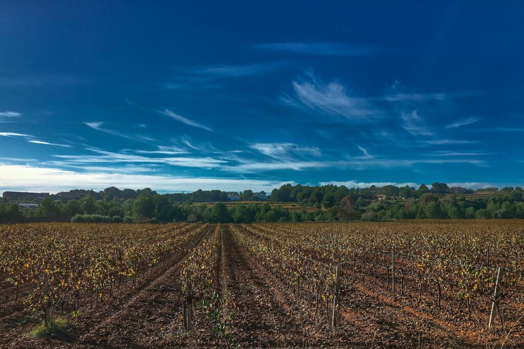 roberto-bernardi-fIyCtg9CX8Y-unsplash-1024x683 Vineyards during the autumn in Europe, when the leaves change colors