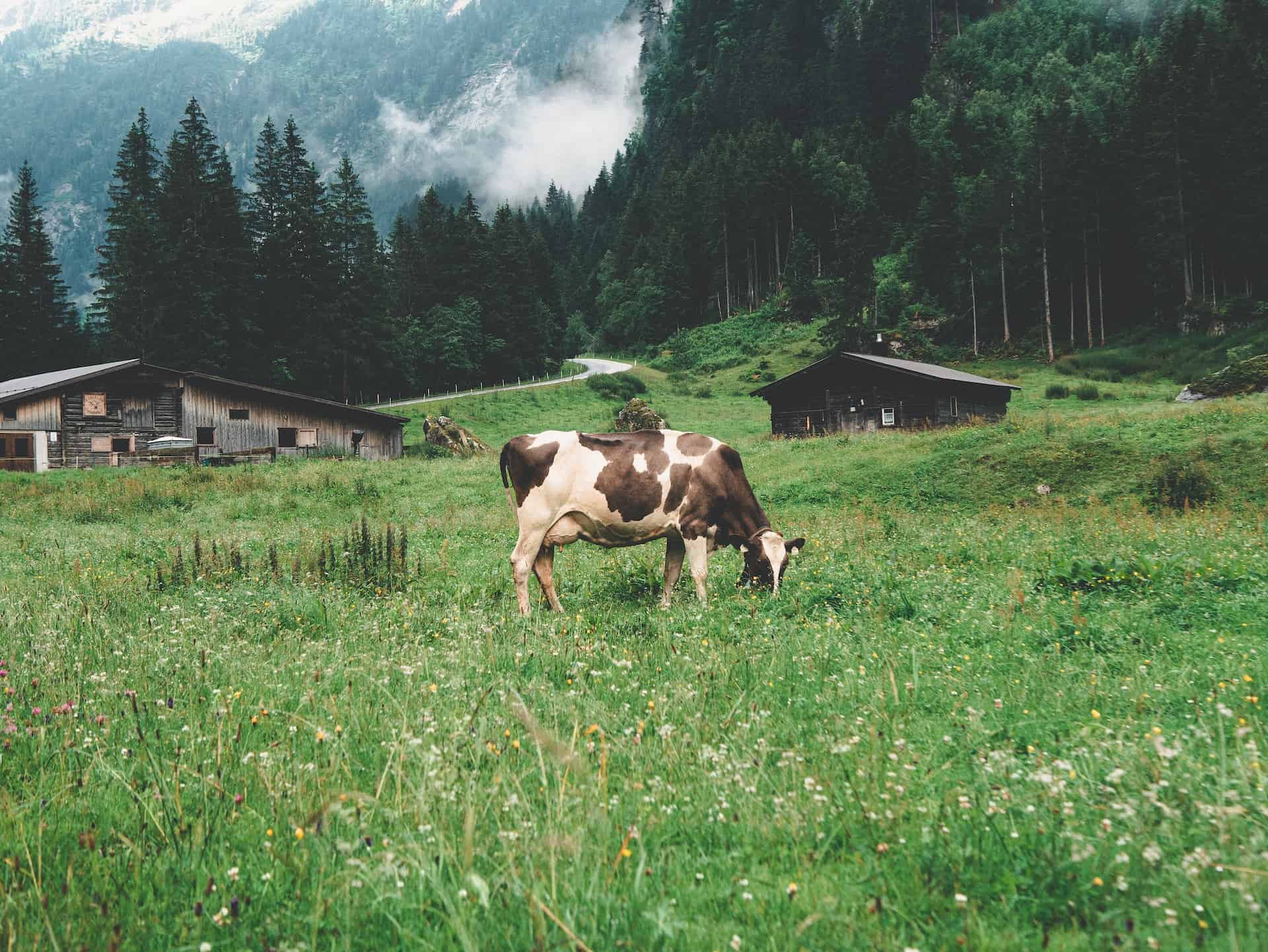 A cow on a cattle farm eating grass 