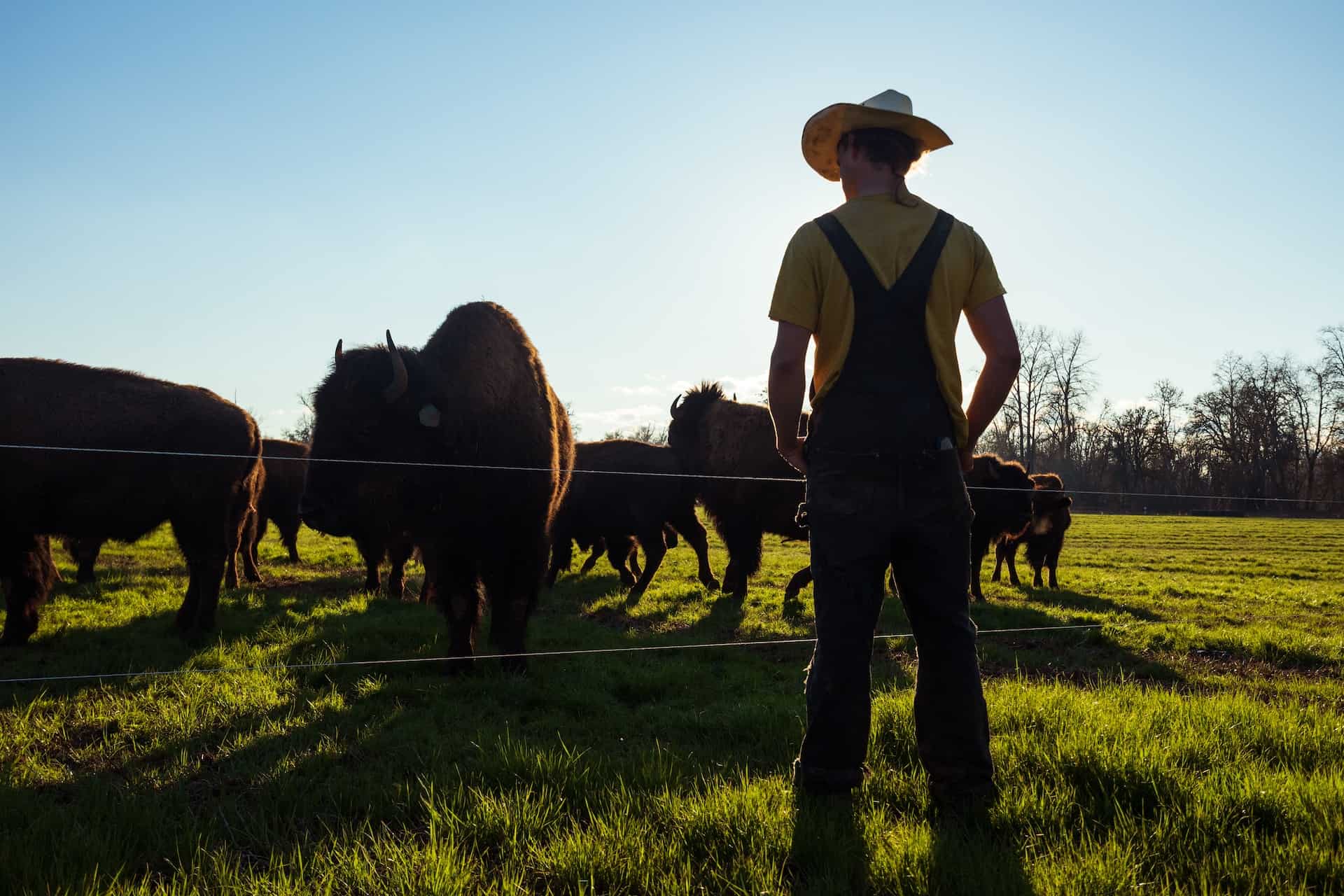 Farmer on a cattle farm