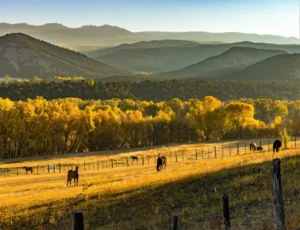 What Is a Ranch? 5 Tips for Choosing a Place for Ranch