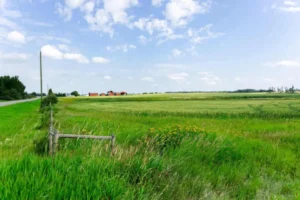 Open field